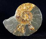 Cleoniceras (Grycia) besairiei COLLIGNON 1949 - Bild © FossNet FossilienStore